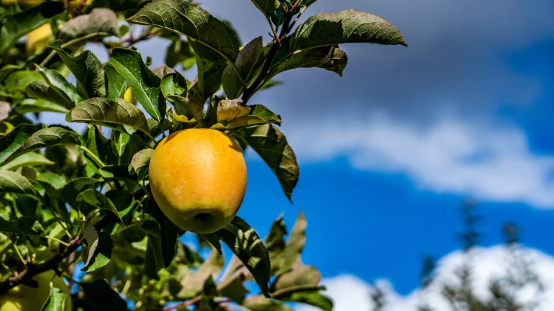 Hautes-Alpes : 4.000 kg de pommes distribués aux collégiens à la récré