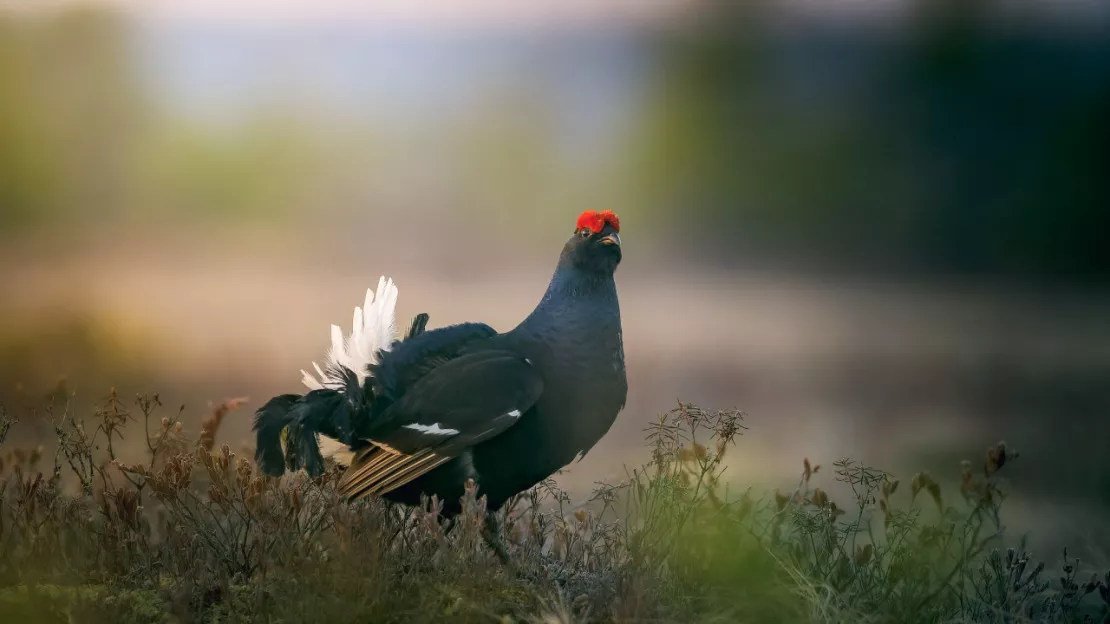 Hautes-Alpes : la justice condamne à nouveau la chasse des galliformes de montagne