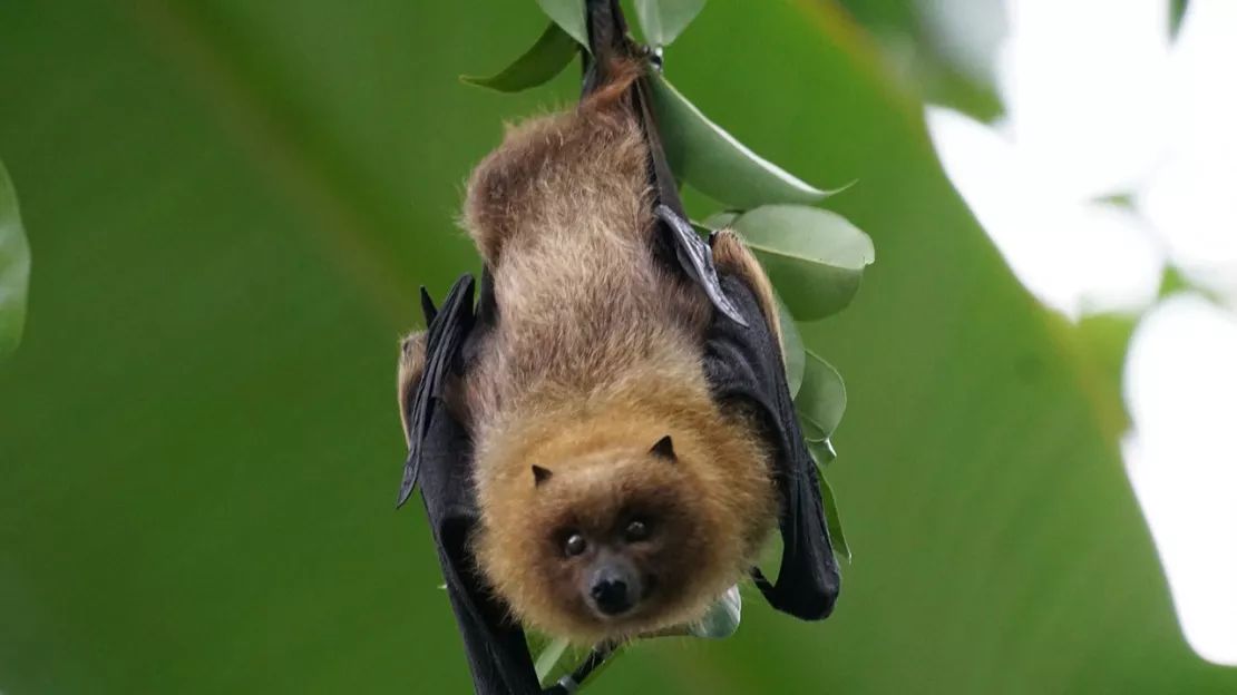 Hautes-Alpes : à la rencontre des chauves-souris à Briançon