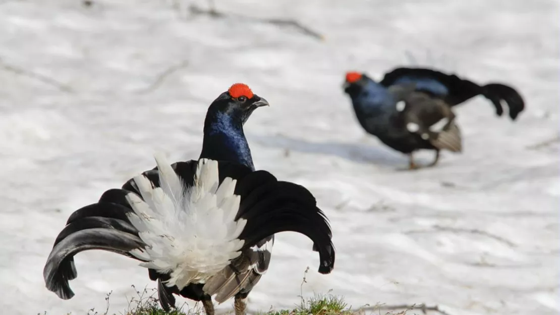 Hautes-Alpes : chasse aux tétras lyre, la SAPN FNE 05 espère la mobilisation de la population