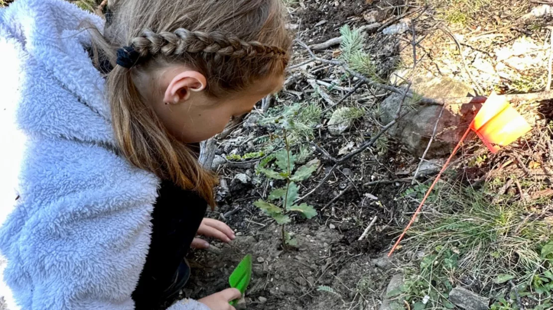 Hautes-Alpes : des petites mains pour de futurs grands arbres