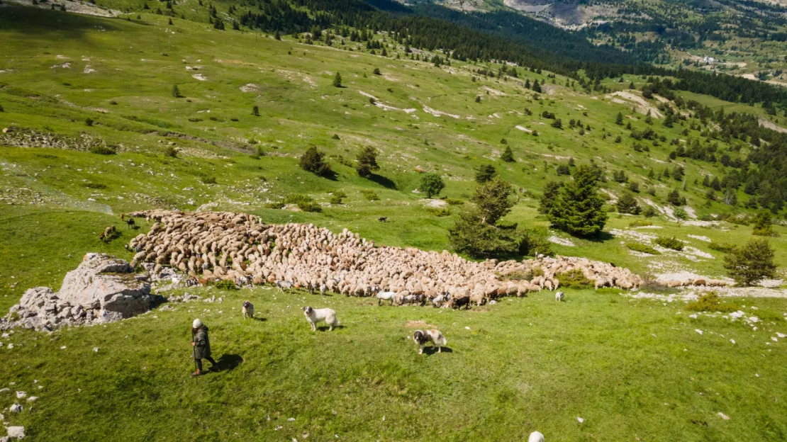 Hautes-Alpes : journée d’alpage à la Joue du Loup