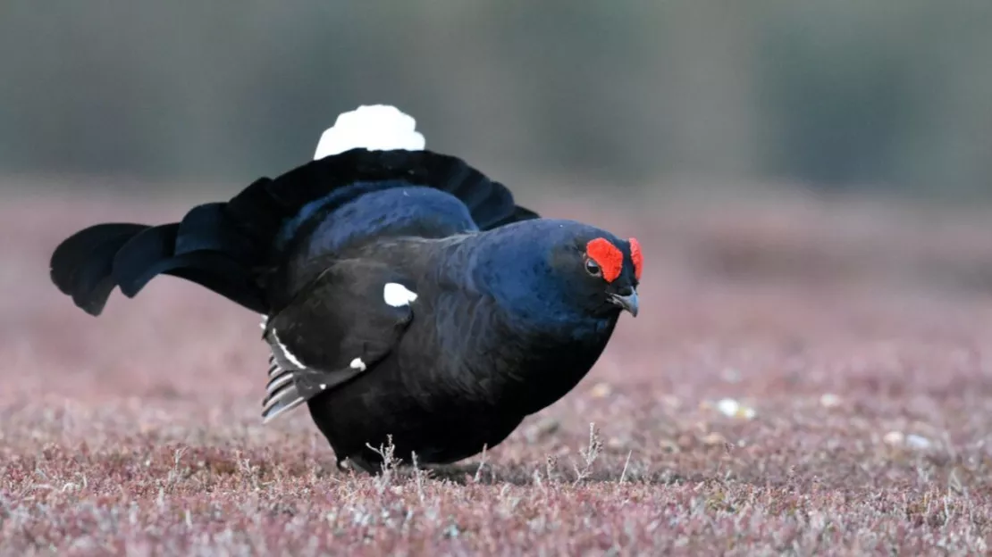 Alpes du Sud : la chasse au tétras-lyre suspendue