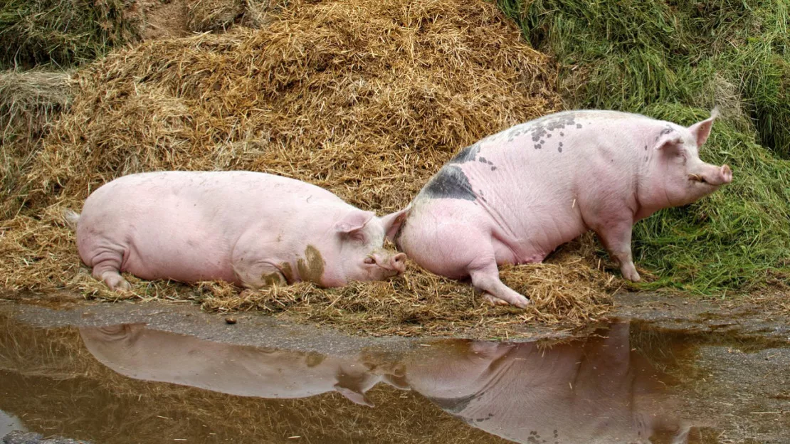 Hautes-Alpes : la filière porcine travaille à une IGP Porc Montagne