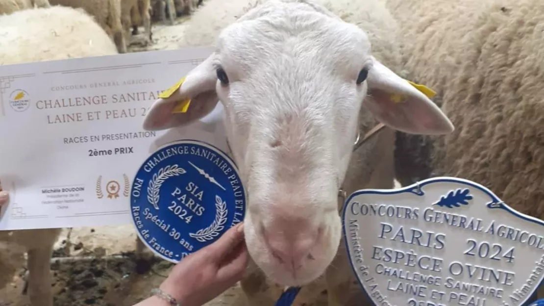 Hautes-Alpes : le bélier Chouchou ramène la 45ème médaille du concours agricole