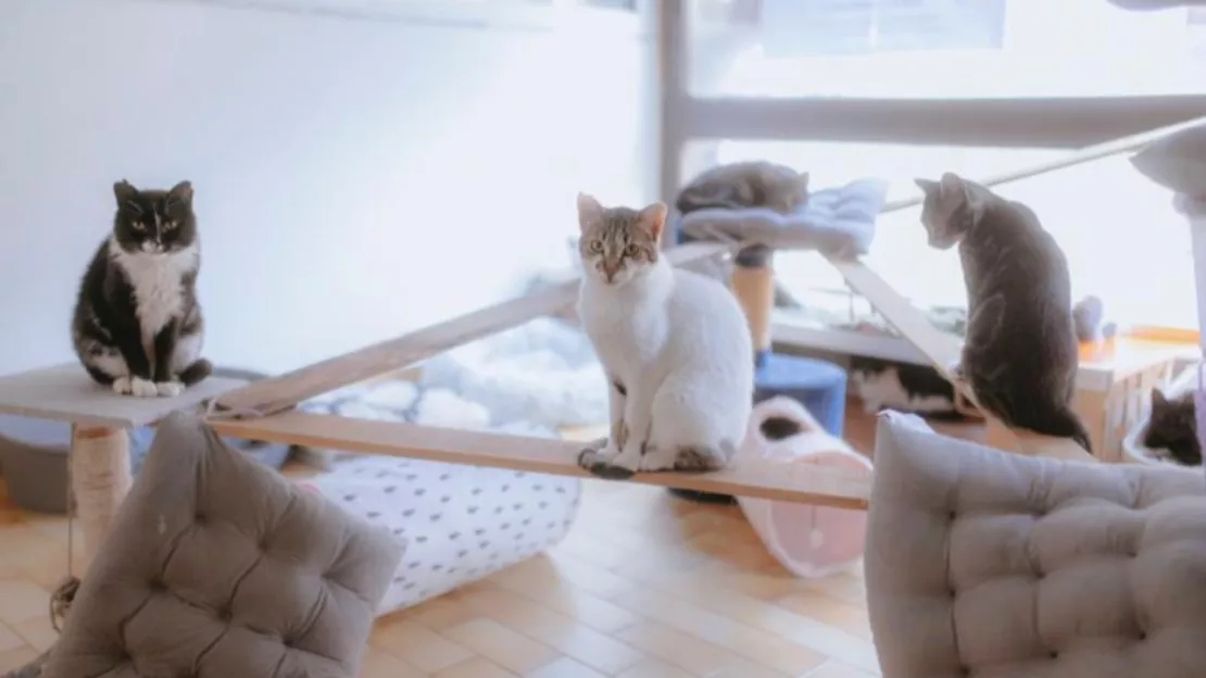 Hautes-Alpes : « Les chats d’Arvieux » espèrent un foyer aimant