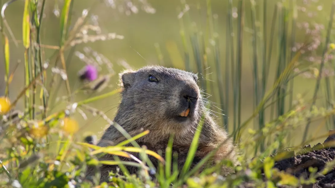 Hautes-Alpes : plusieurs marmottes attaquées par les chiens à Eygliers