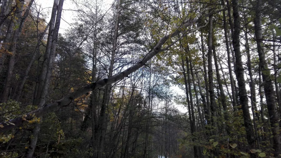 Hautes-Alpes : quatre parcs de la ville de Gap fermés toute la journée