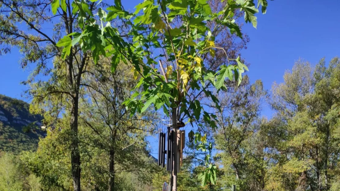 Hautes-Alpes : un arbre à la mémoire des bébés partis trop tôt