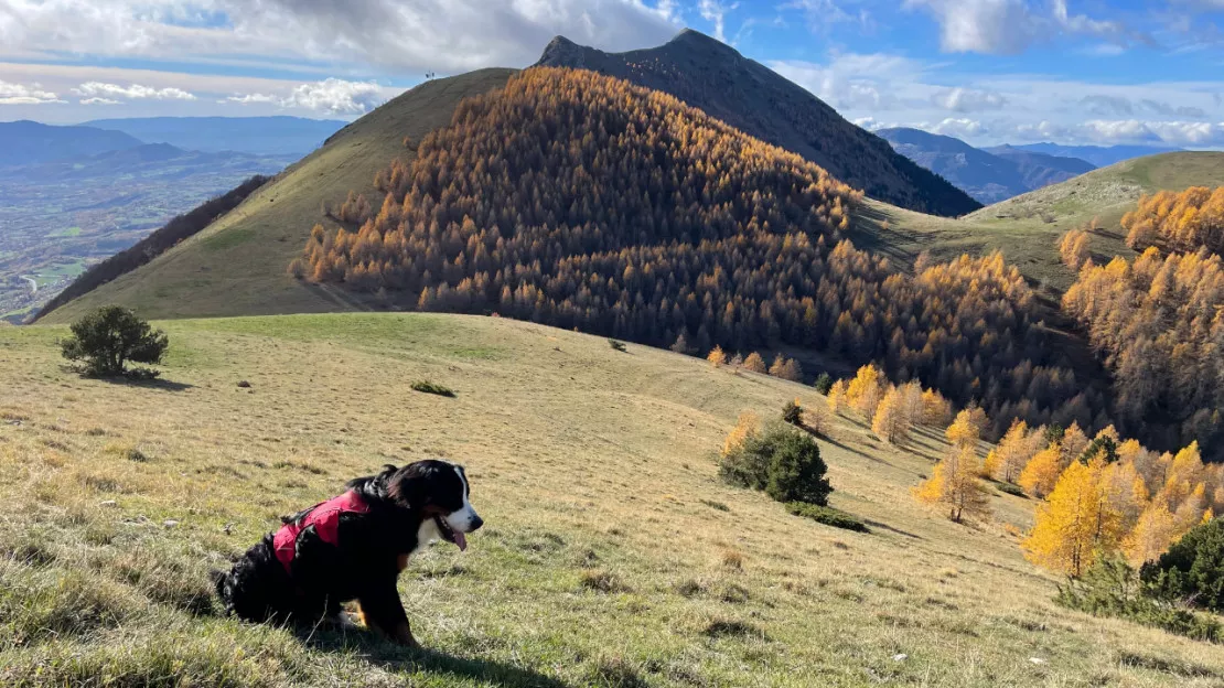 Hautes-Alpes : un guide au poil pour nos compagnons à quatre pattes