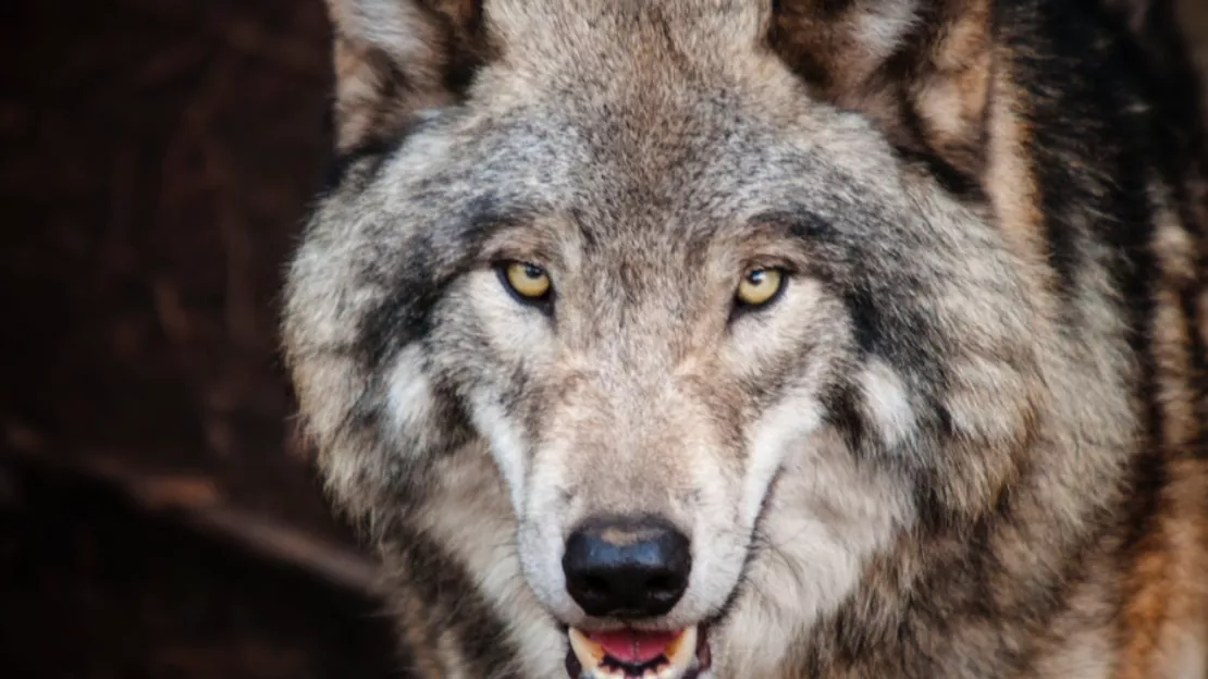 Hautes-Alpes : un loup sans vie retrouvé au bord de la RN94