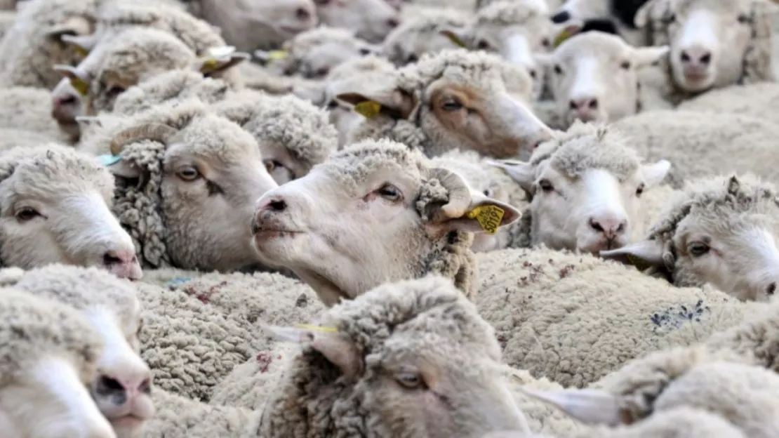 Hautes-Alpes : une nouvelle cabane pastorale à Orcières