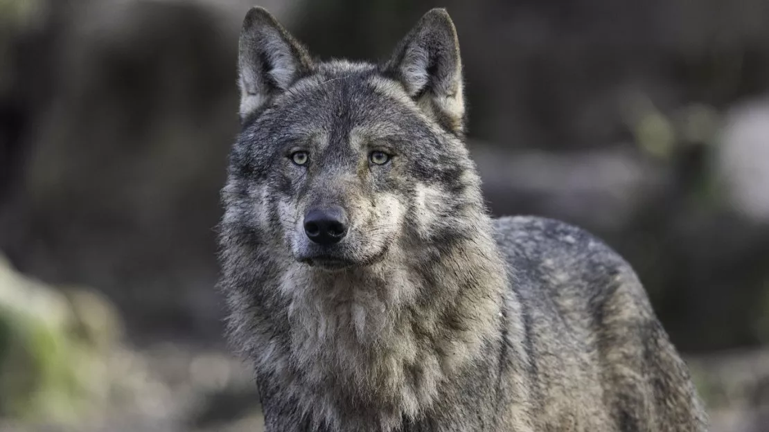 Le retour des débats sur le statut du loup depuis le vote européen