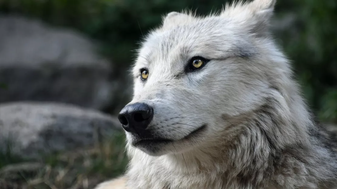 Région : plan loup, « les associations environnementales sont complètement dogmatiques »