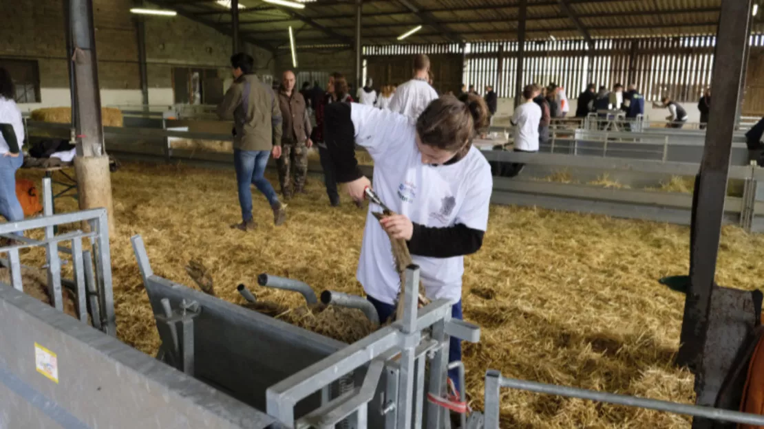 Région : qui sera le meilleur jeune berger du territoire ?