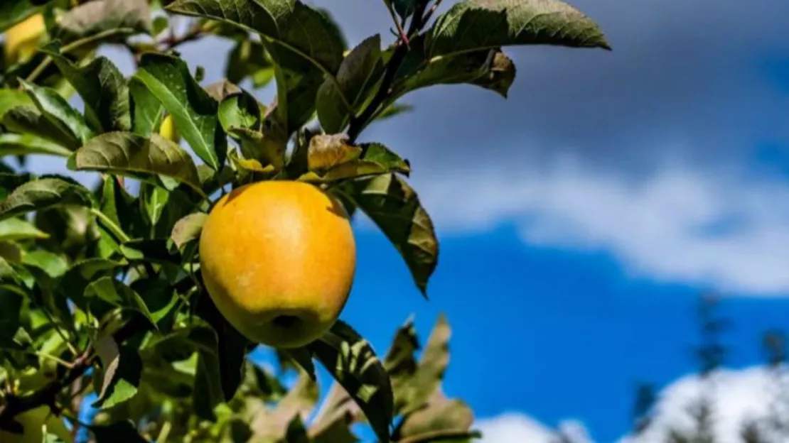 Une Pause Fruitée dans les collèges grâce aux agriculteurs des Hautes-Alpes