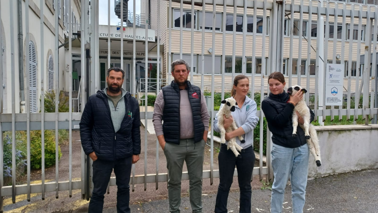 Attaque de loups, JA et FDSEA 05 demandent à l’État « de prendre ses responsabilités » Attaque de loups, JA et FDSEA 05 demandent à l’État « de prendre ses responsabilités »