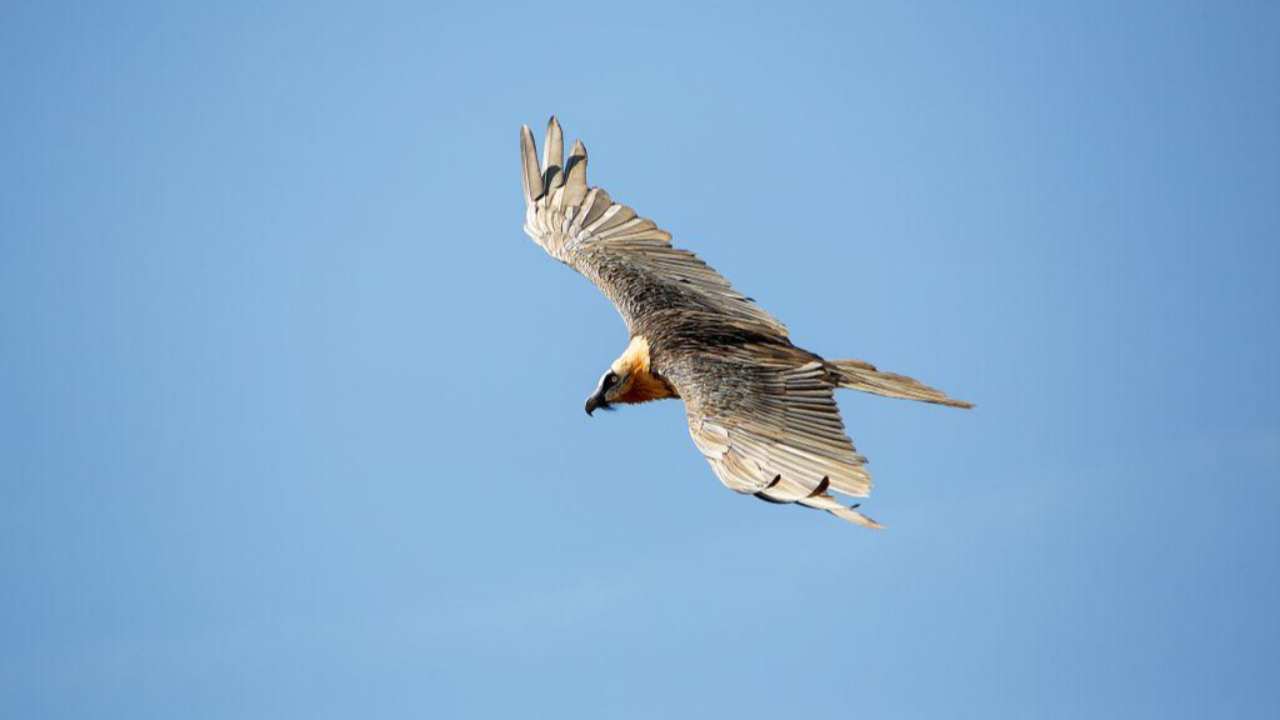 Bienvenue &agrave; Ubac, petit gypa&egrave;te n&eacute; dans le Parc National des &Eacute;crins
