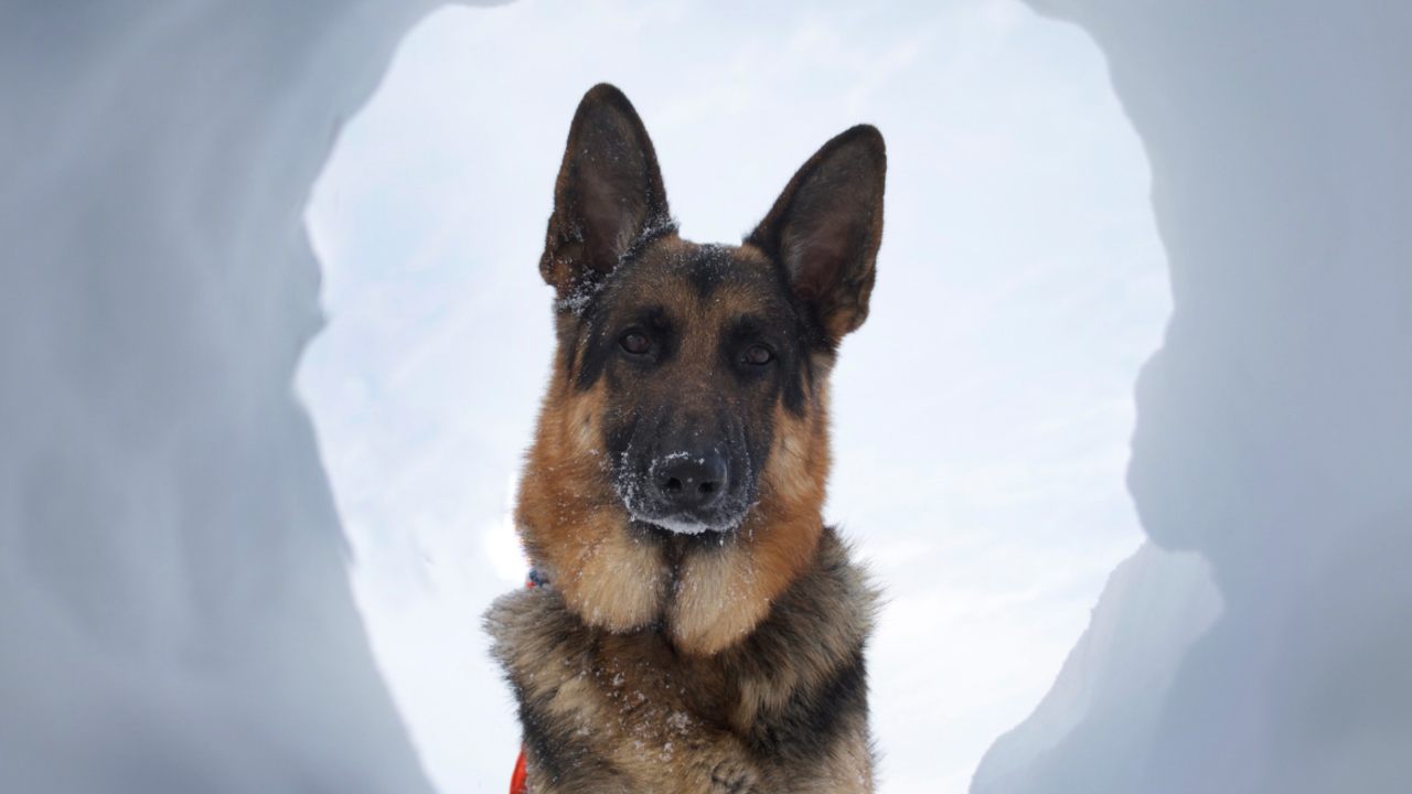 D&eacute;couvrez le m&eacute;tier de ma&icirc;tre-chien d&rsquo;avalanche