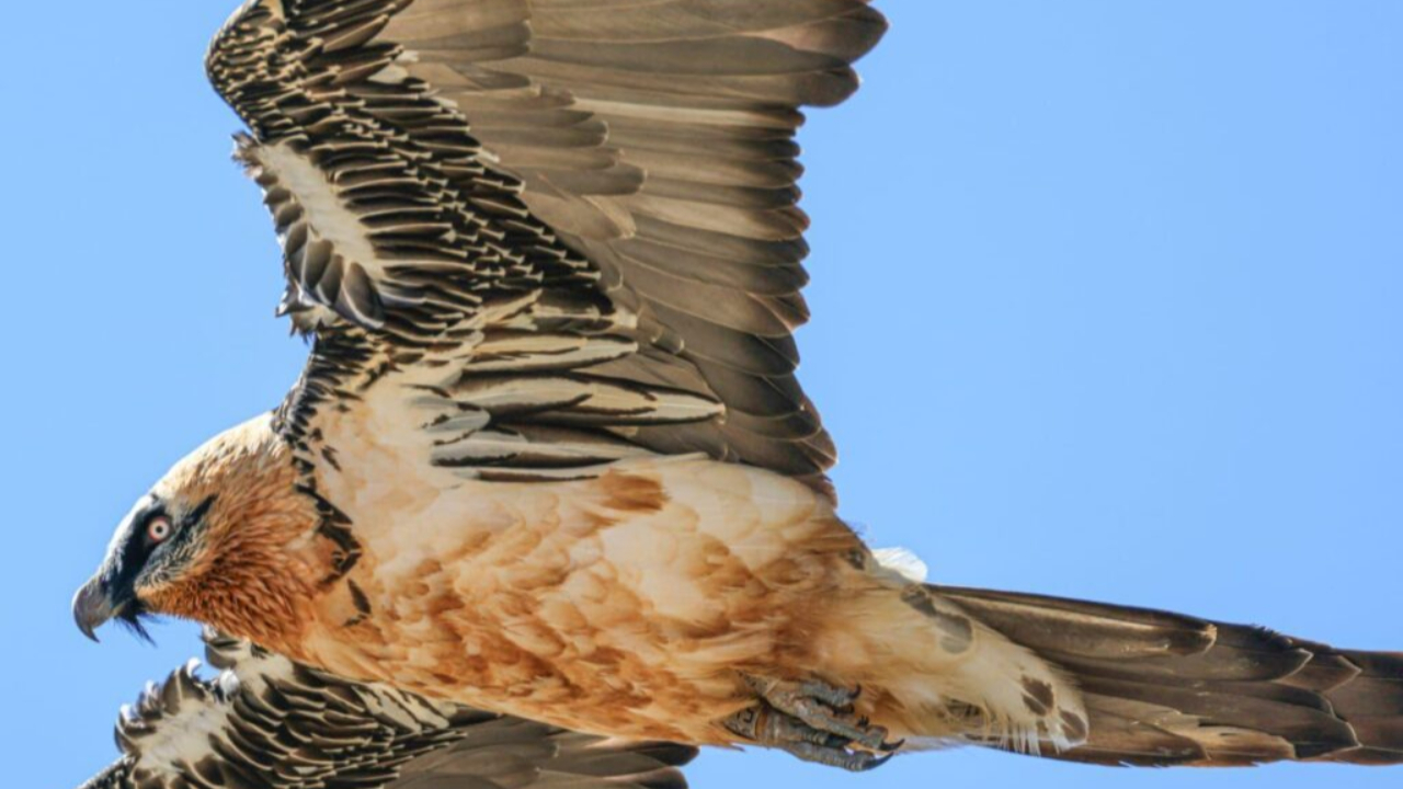 Disparu depuis cinq ans, un gypa&egrave;te barbu retrouv&eacute; dans le Valgaudemar