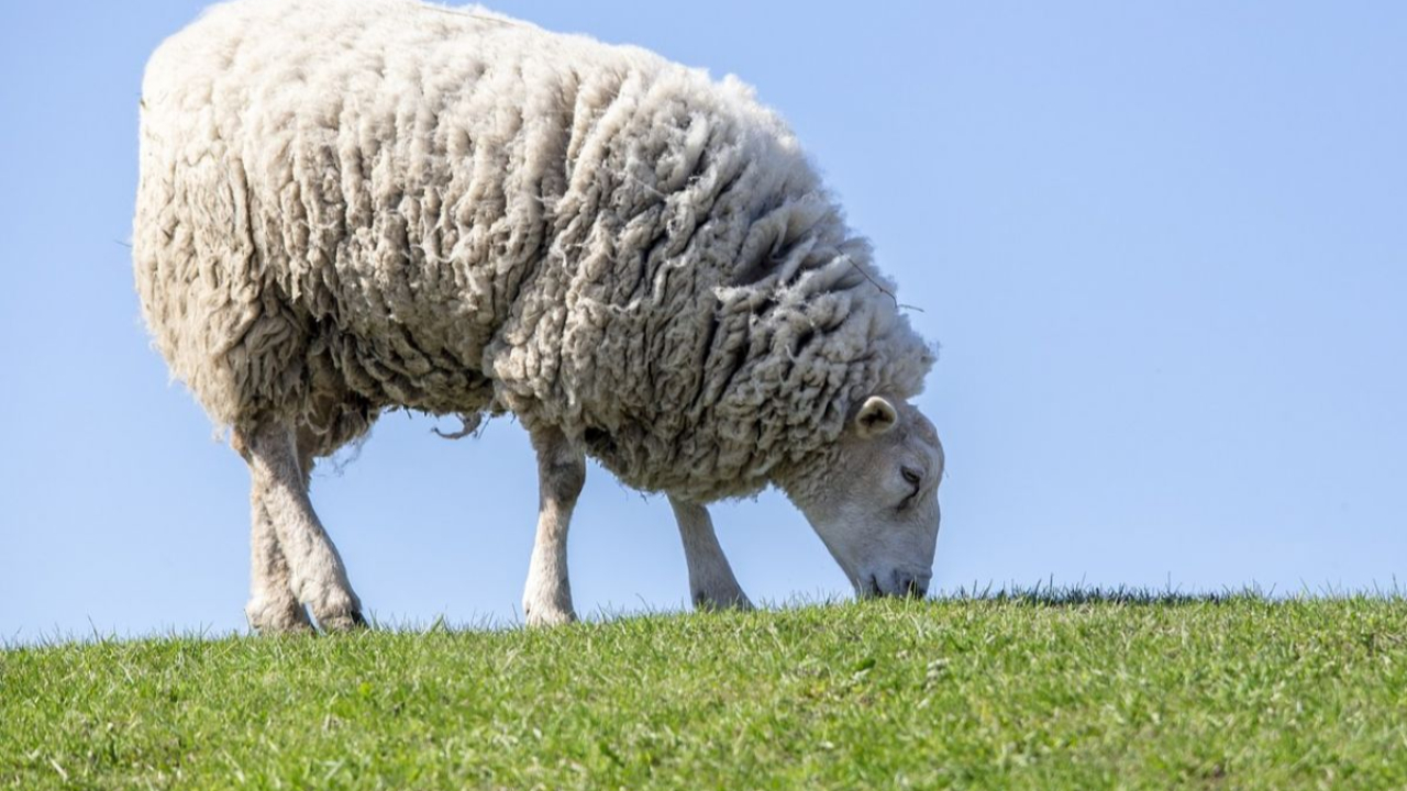 « Environ la moitié des agriculteurs vont arriver à l’âge de la retraite, d’ici 10 ans » « Environ la moitié des agriculteurs vont arriver à l’âge de la retraite, d’ici 10 ans »