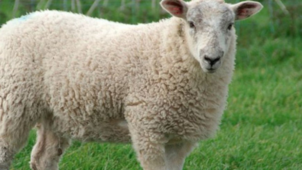 F&ecirc;te de l&rsquo;A&iuml;d el Kebir, la pr&eacute;fecture des Hautes-Alpes rappelle quelques r&egrave;gles