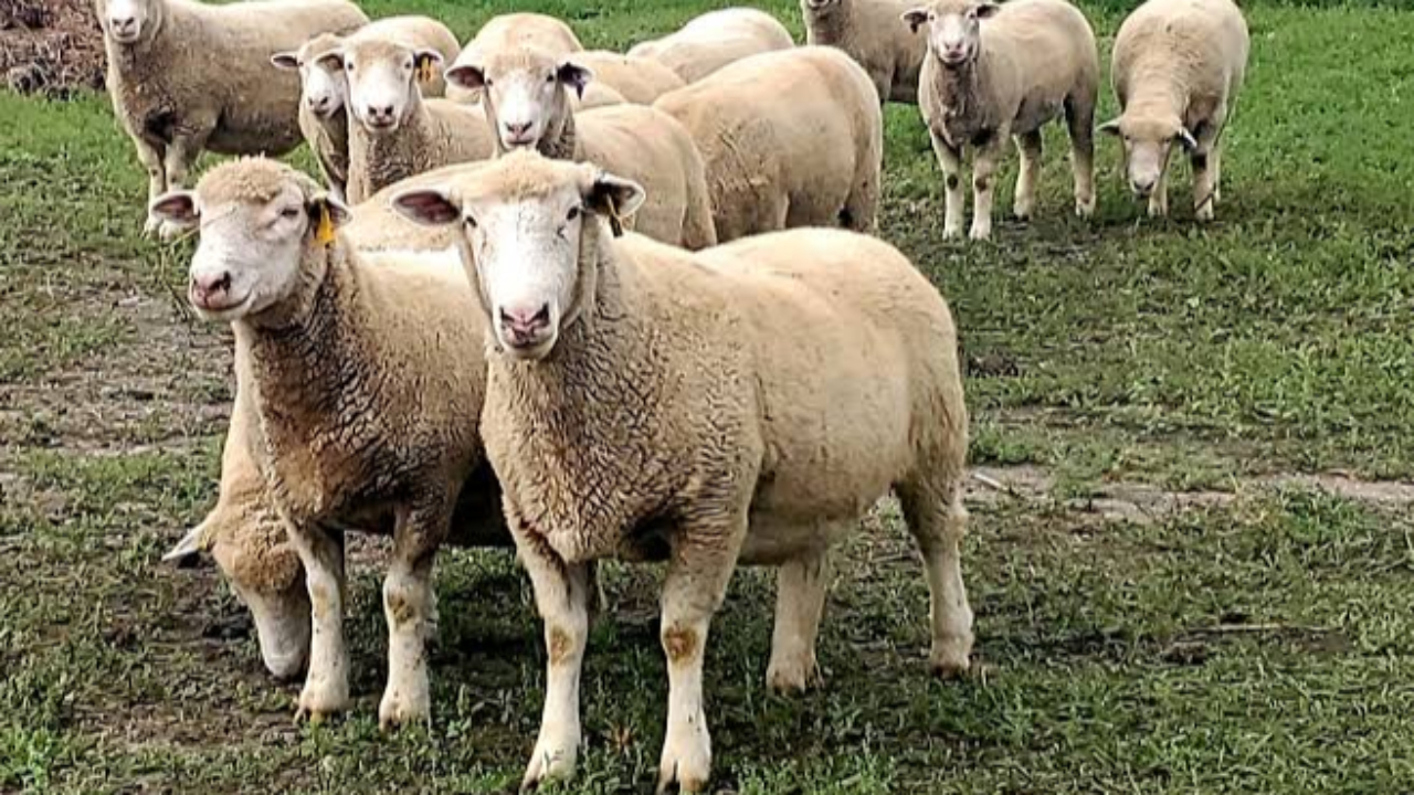 Fièvre catarrhale, le sérotype 8 progresse lentement dans les Hautes-Alpes selon la préfecture Fièvre catarrhale, le sérotype 8 progresse lentement dans les Hautes-Alpes selon la préfecture