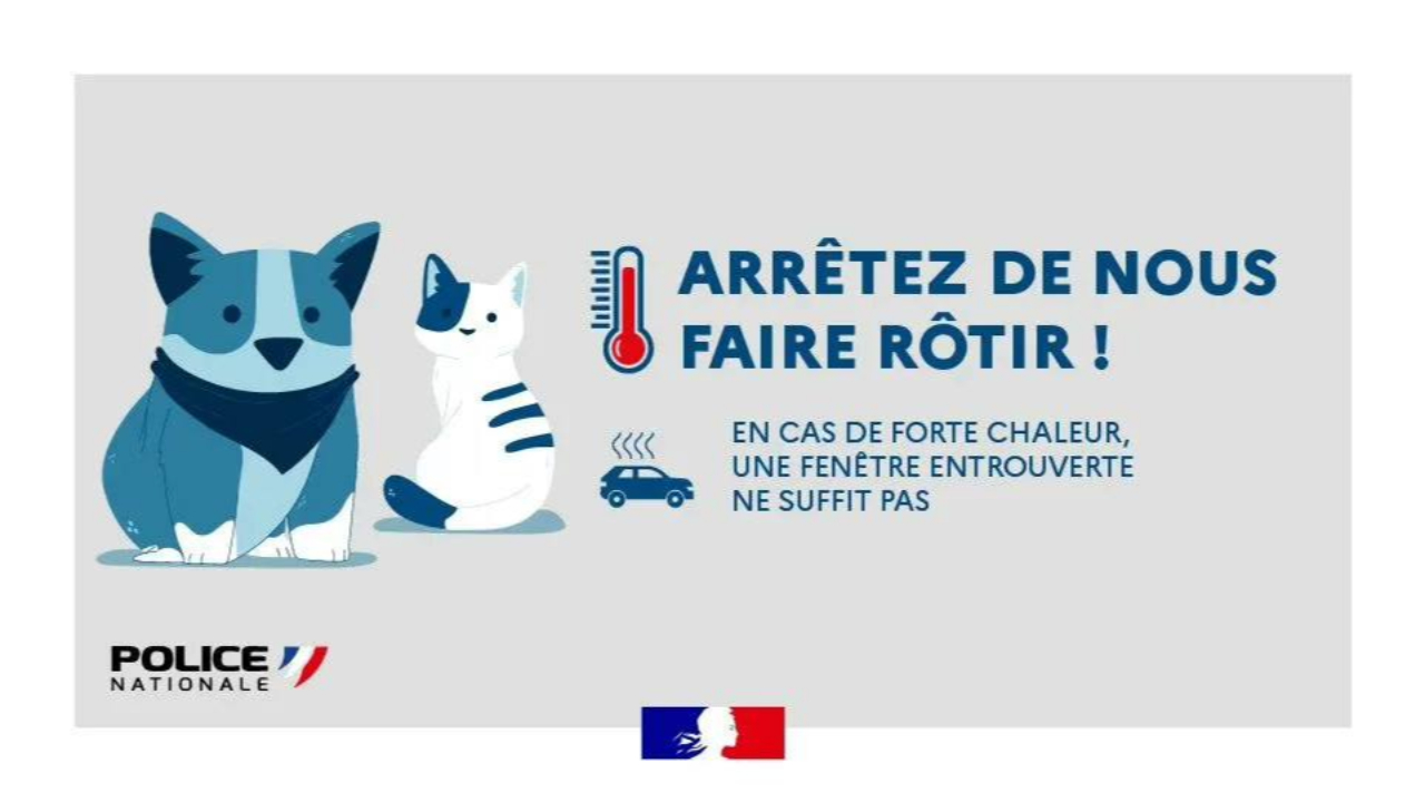 Forte chaleur, &laquo; ne laissez jamais votre animal seul dans une voiture &raquo;