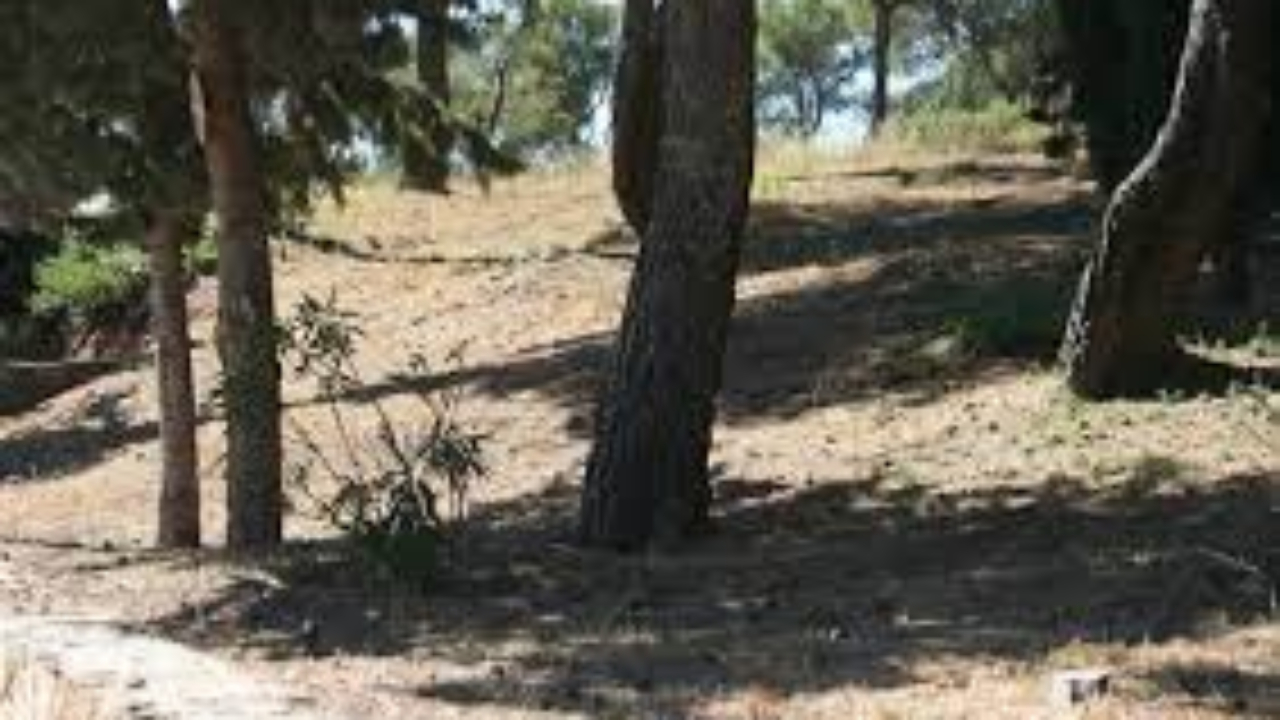 Haute-Provence : le pr&eacute;fet appelle &agrave; d&eacute;broussailler&hellip; en pr&eacute;vision de la saison des feux 2024