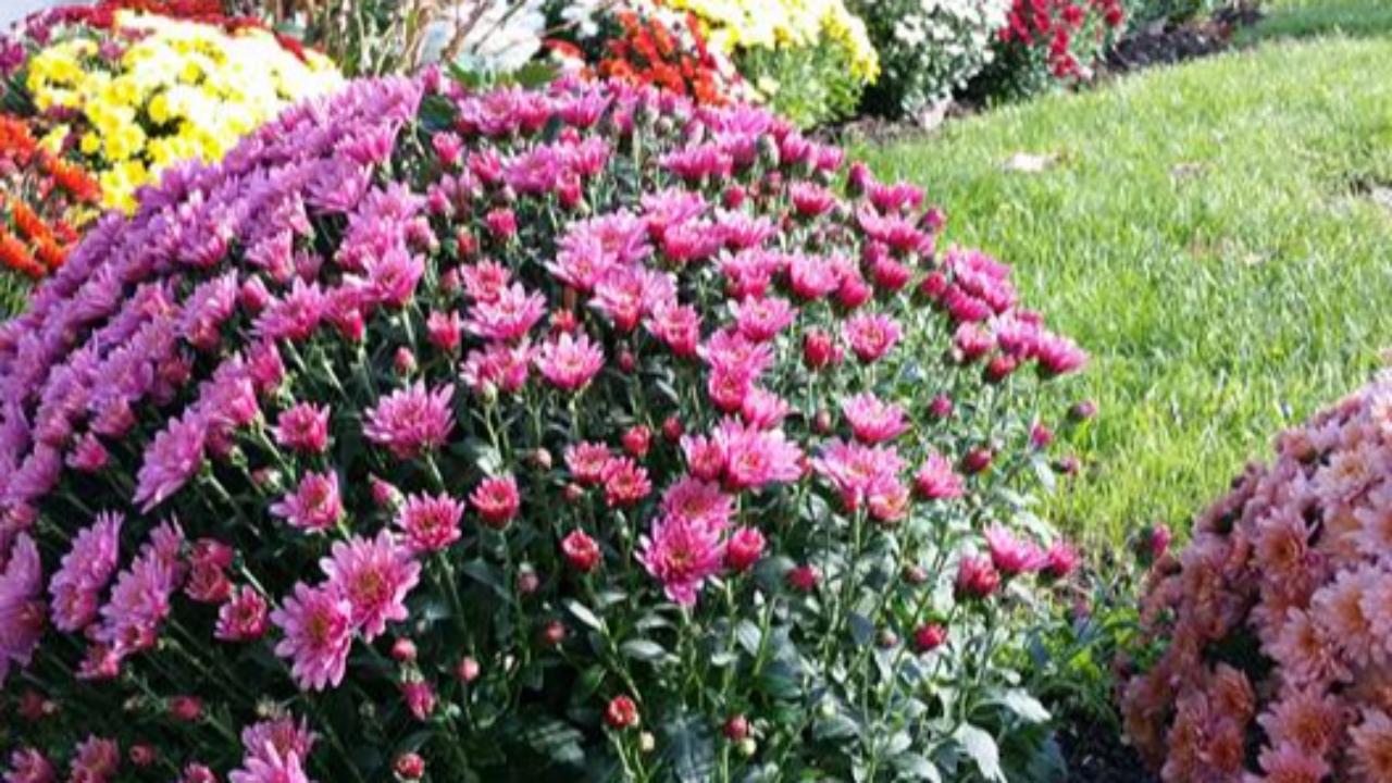 Hautes-Alpes : 84 Gapençais récompensés pour leur main verte