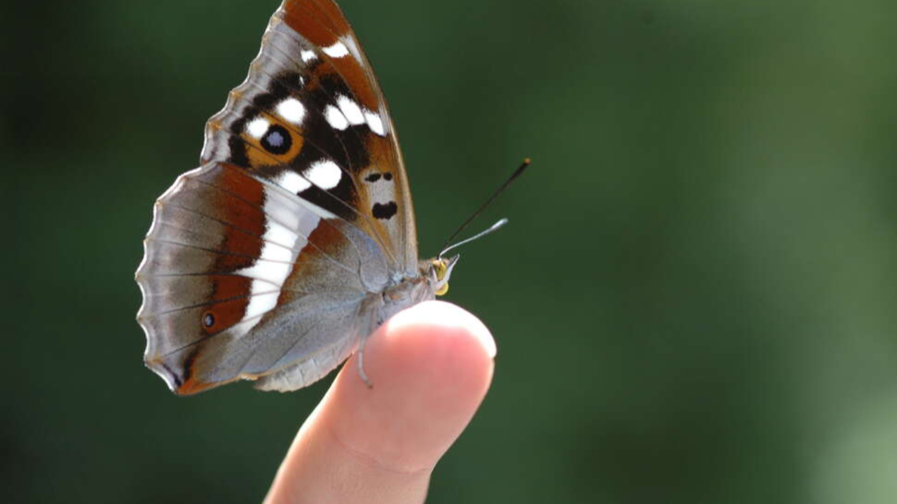 Hautes-Alpes : à la découverte des papillons sur le plateau de Gap-Bayard Hautes-Alpes : à la découverte des papillons sur le plateau de Gap-Bayard