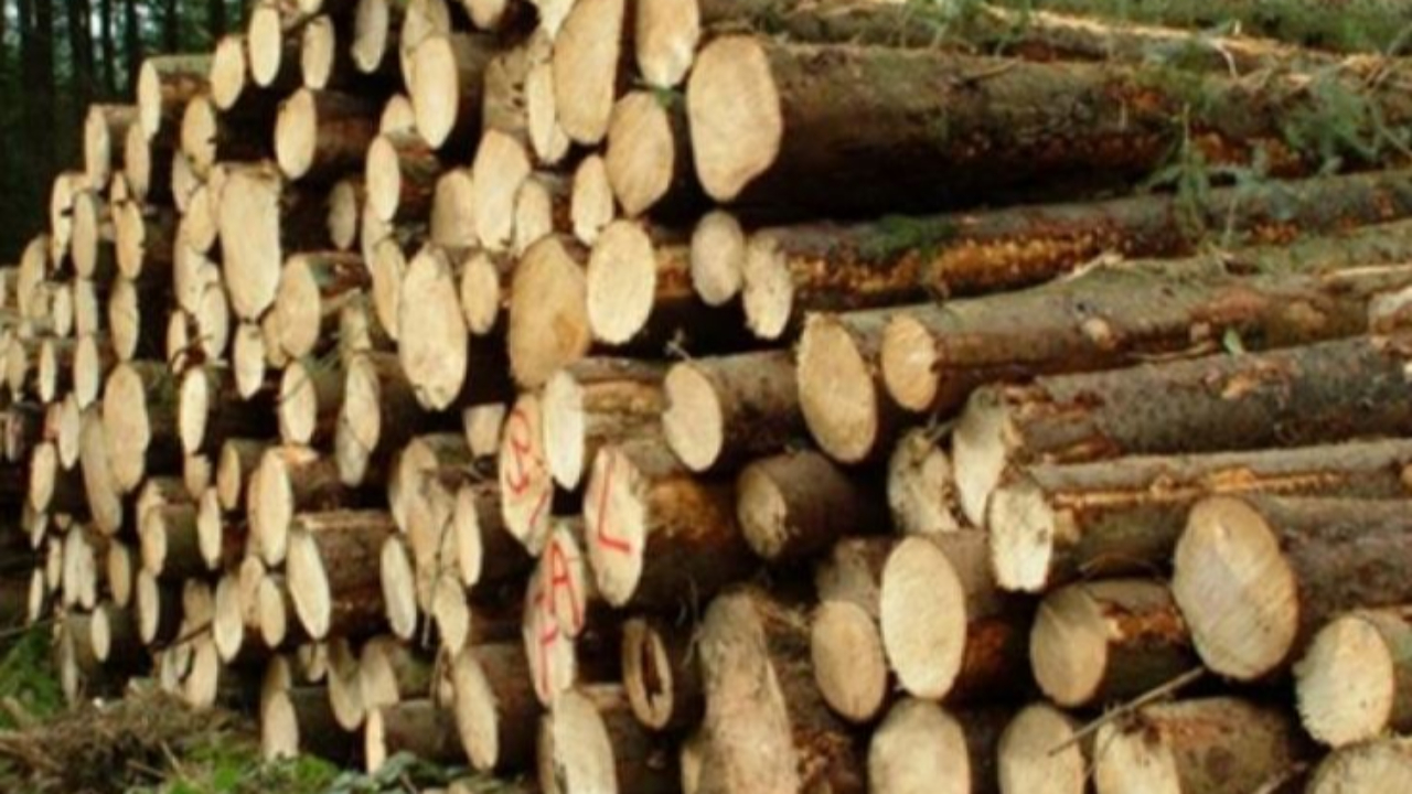 Hautes-Alpes : coupe affouagère à Saint-Chaffrey Hautes-Alpes : coupe affouagère à Saint-Chaffrey