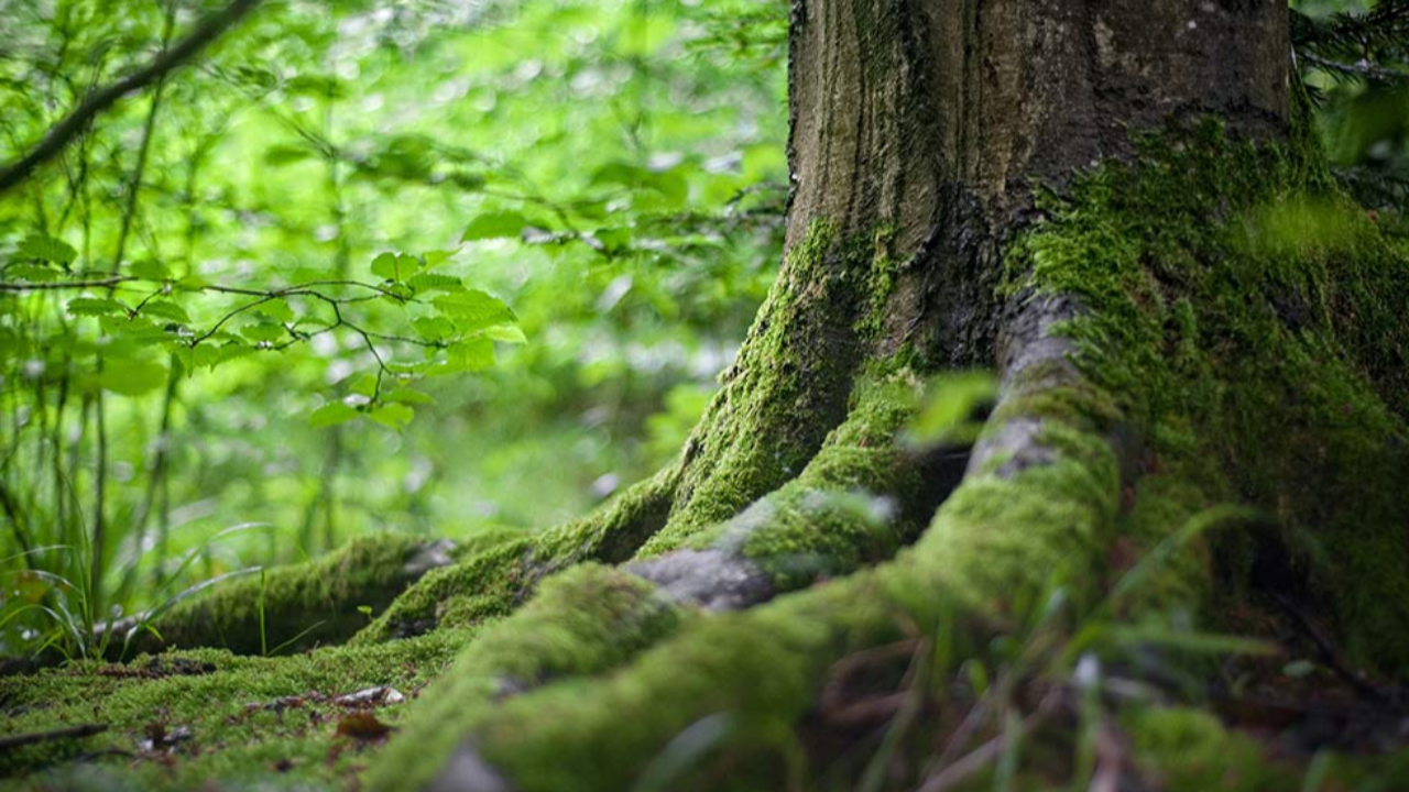 Hautes-Alpes : l’eau et la forêt à l’honneur à l’Argentière la Bessée