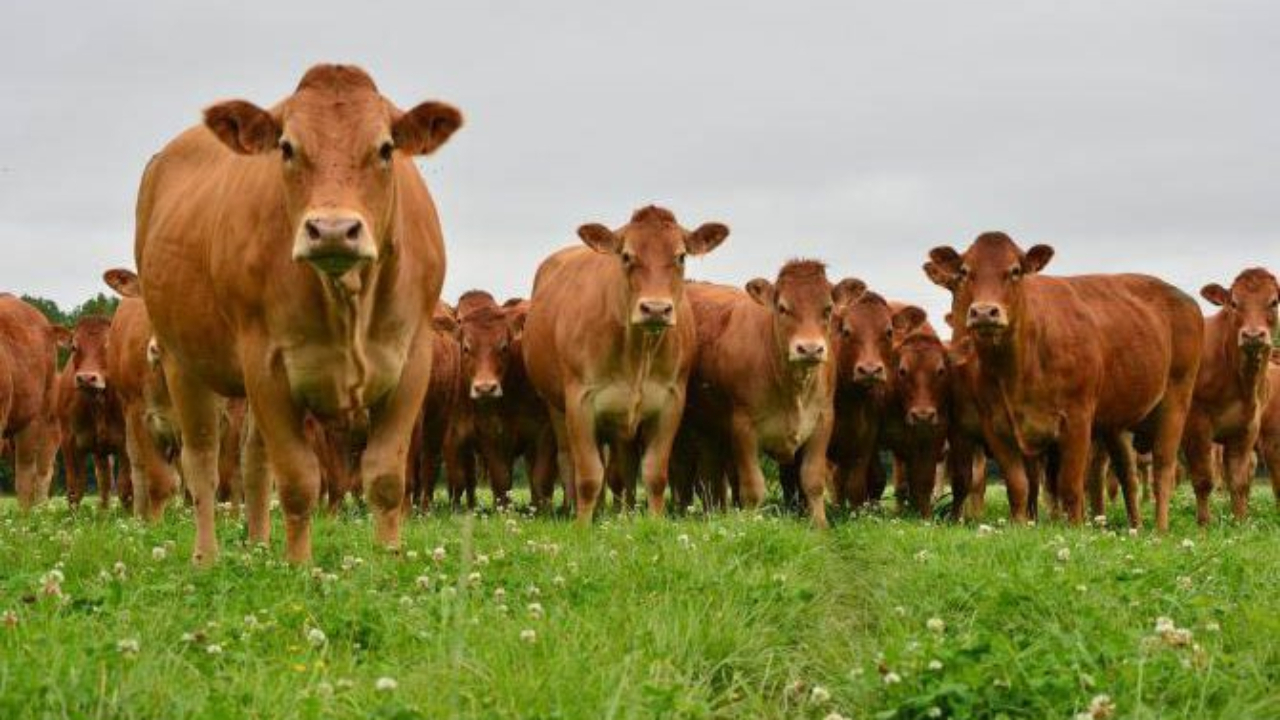 Hautes-Alpes : la grogne des agriculteurs contre la Cour des Comptes