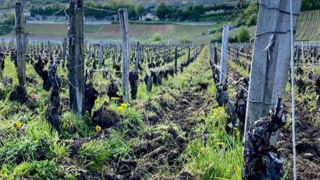 Hautes-Alpes : le gel touche durement les vignobles du d&eacute;partement