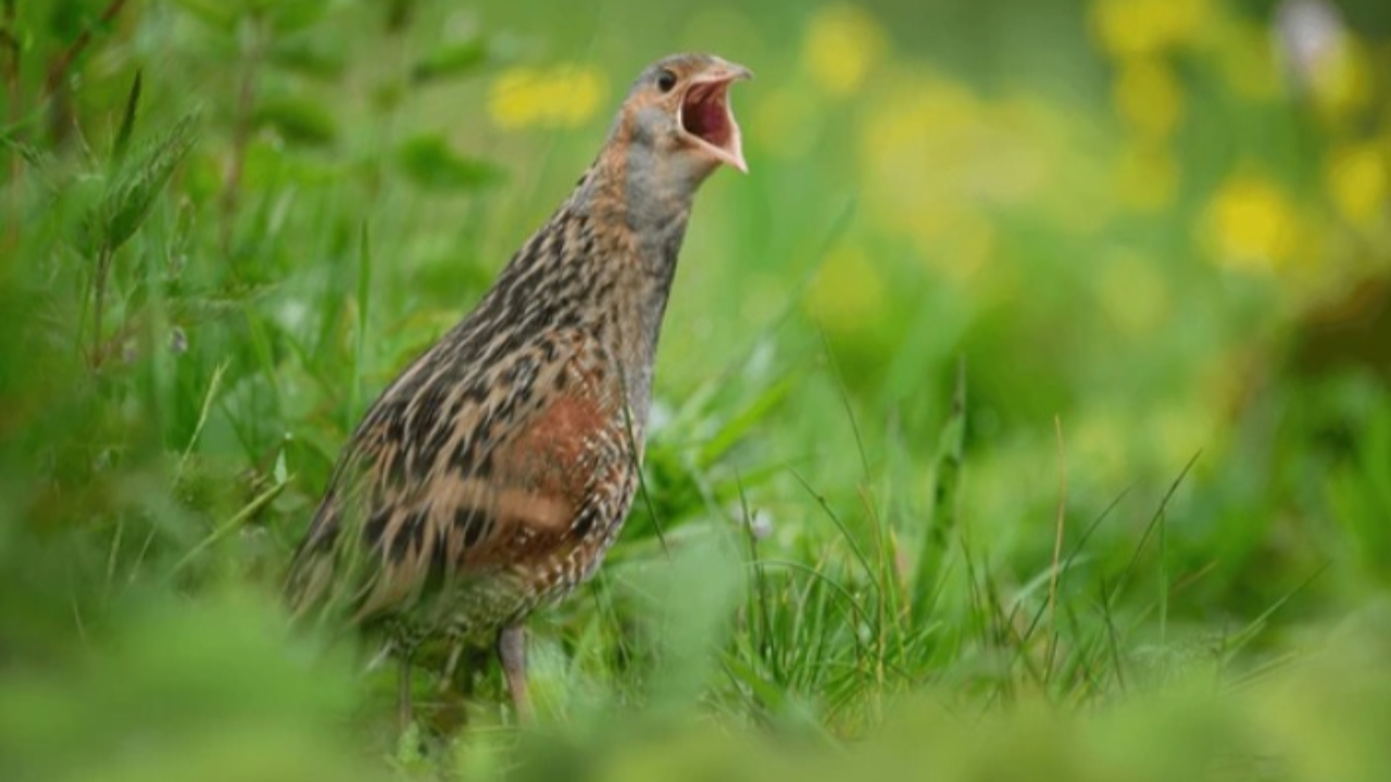 Hautes-Alpes : le r&acirc;le des gen&ecirc;ts, une esp&egrave;ce rare, aper&ccedil;ue dans le Queyras