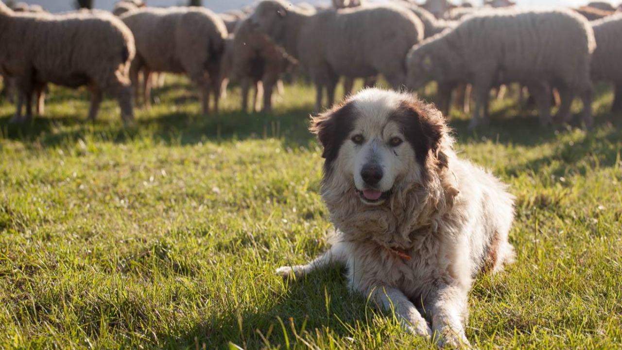 Hautes-Alpes : le r&ocirc;le des patous, un film pour l&rsquo;expliquer