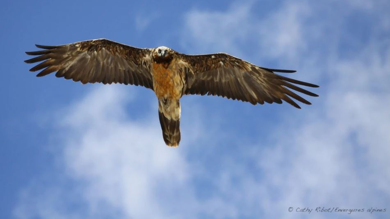 Hautes-Alpes : les écoliers ont baptisé le gypaèton né au printemps dernier