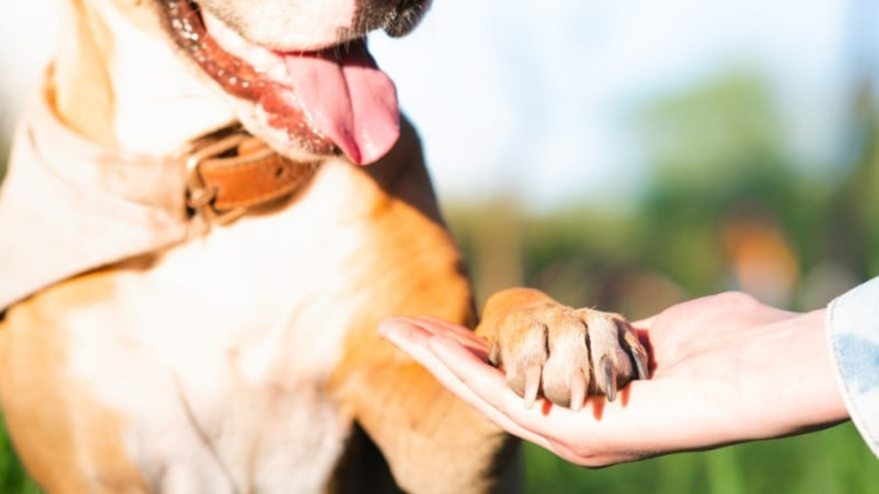 Hautes-Alpes : les locaux de la SPA Sud Alpines perquisitionnés Hautes-Alpes : les locaux de la SPA Sud Alpines perquisitionnés