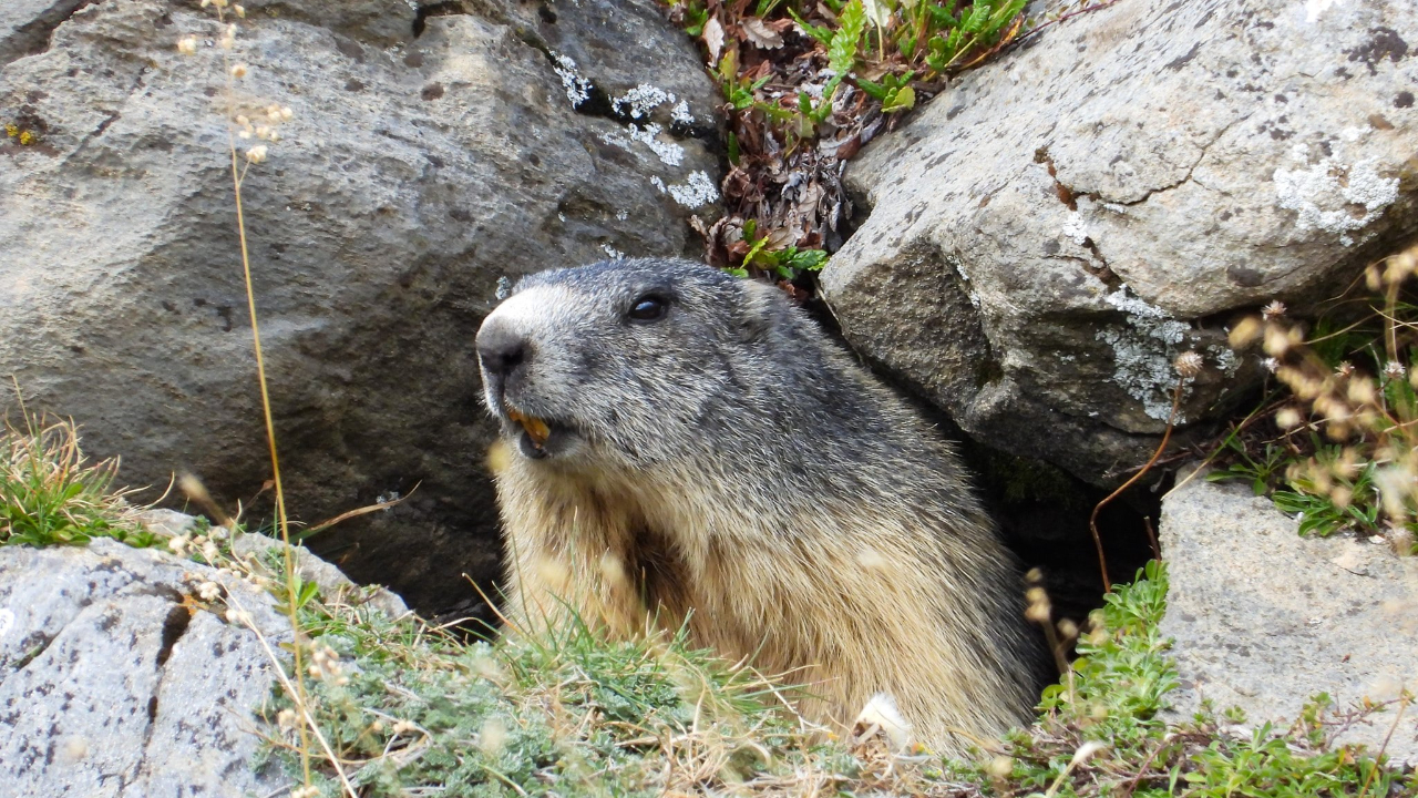 Hautes-Alpes : les marmottes seront comptées dimanche à Eygliers Hautes-Alpes : les marmottes seront comptées dimanche à Eygliers