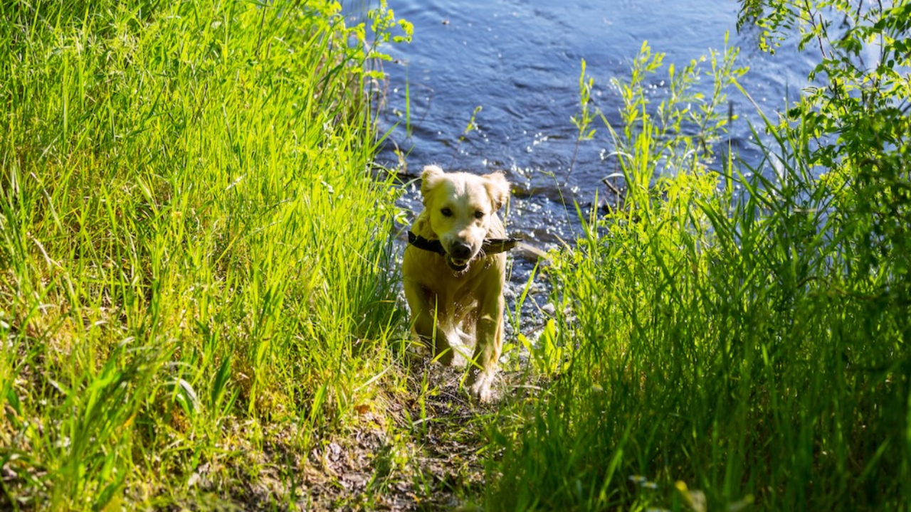Hautes-Alpes : pas d’empoisonnement volontaire après la mort de trois chiens au lac de Pelleautier Hautes-Alpes : pas d’empoisonnement volontaire après la mort de trois chiens au lac de Pelleautier