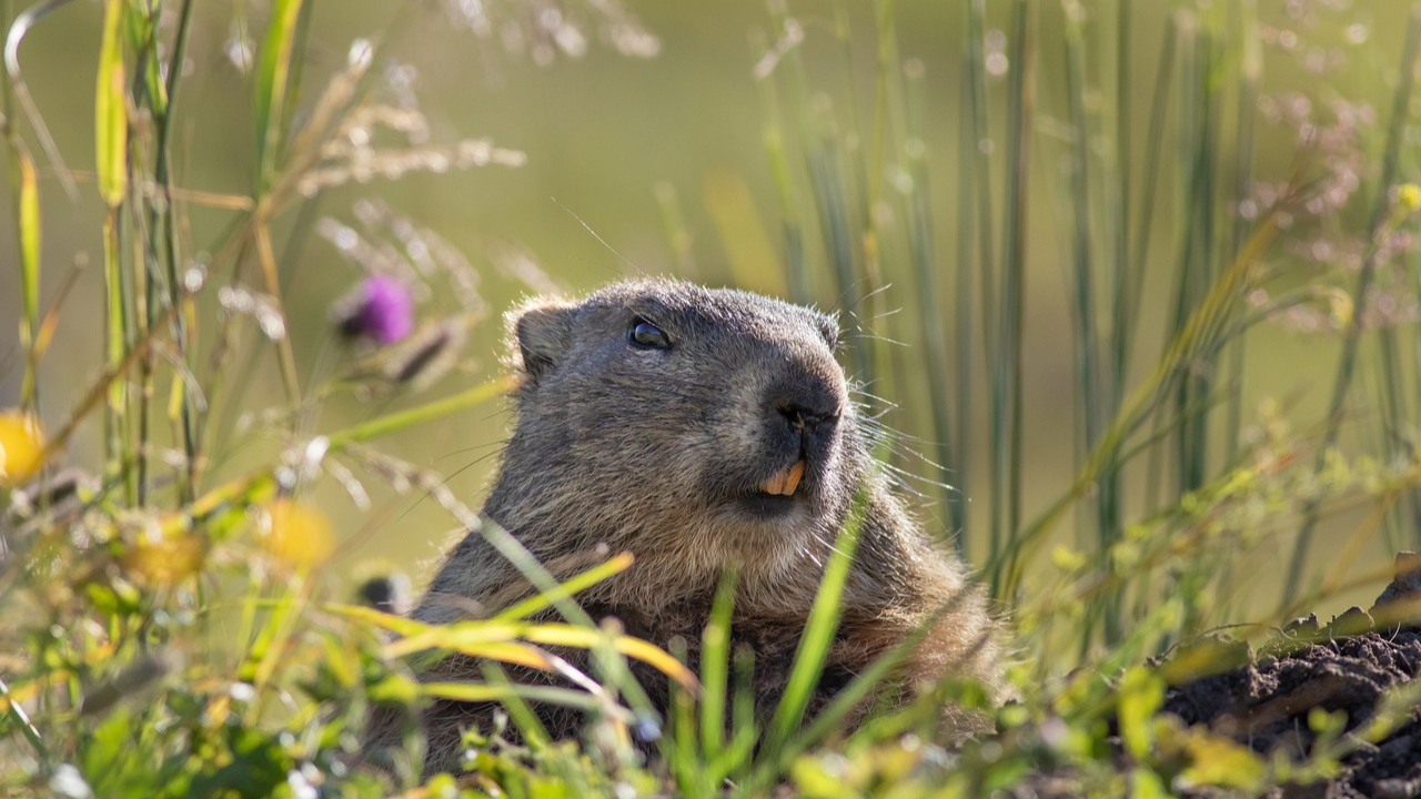 Hautes-Alpes : plusieurs marmottes attaquées par les chiens à Eygliers Hautes-Alpes : plusieurs marmottes attaquées par les chiens à Eygliers