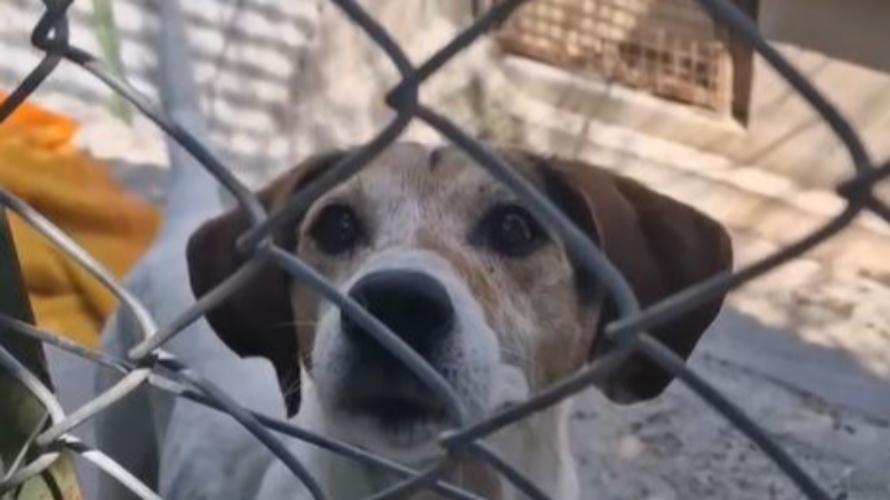 Hautes-Alpes : un coup de projecteur sur des chiens oubliés Hautes-Alpes : un coup de projecteur sur des chiens oubliés