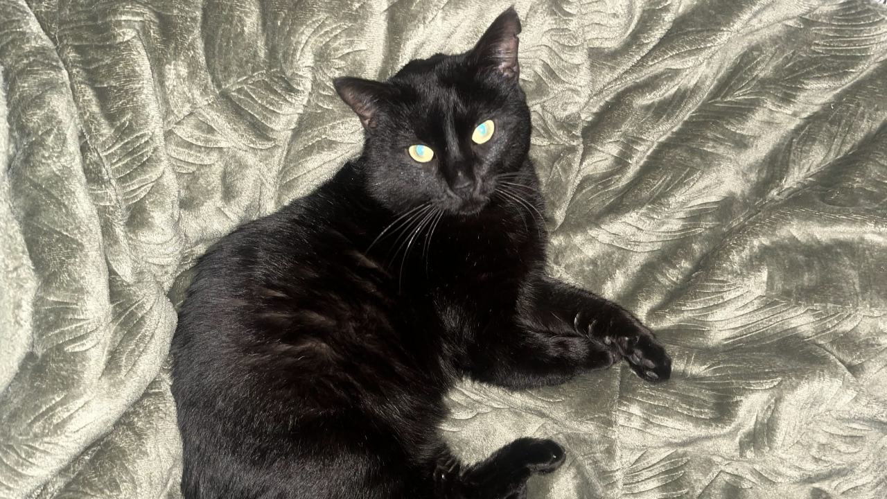 Factures trop sal&eacute;es, "Hauts Chat&rsquo;lpins" contrainte de ne plus prendre en charge d'animaux cet hiver