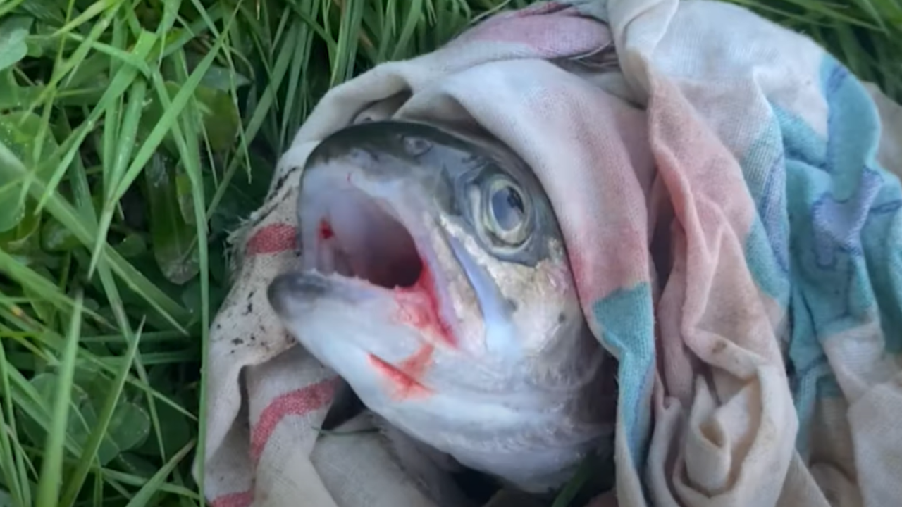 L'association PAZ d&eacute;nonce l'empoissonnement &agrave; Chorges