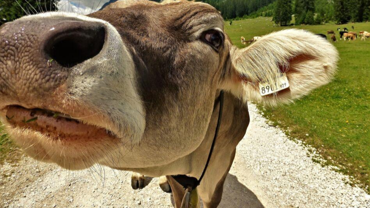 La foire aux bestiaux de Mon&ecirc;tier les Bains annul&eacute;e