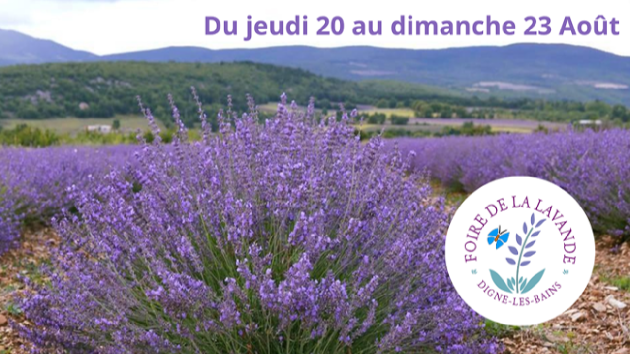 La Foire de la Lavande revient avec plus de 150 exposants, des savoir-faire et de belles d&eacute;couvertes &agrave; Digne-les-Bains