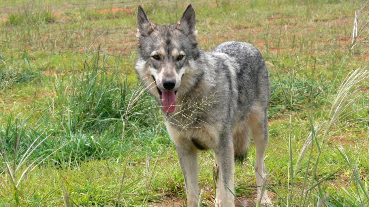 Le statut du loup sera bien d&eacute;class&eacute;