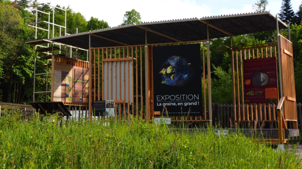 Observer la graine en tr&egrave;s grand au jardin alpin de Gap-Charance