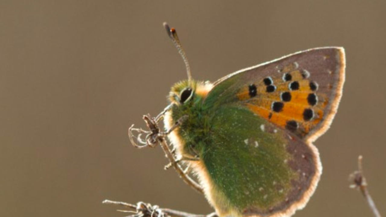 Papillons en danger en Provence-Alpes-Côte d’Azur Papillons en danger en Provence-Alpes-Côte d’Azur